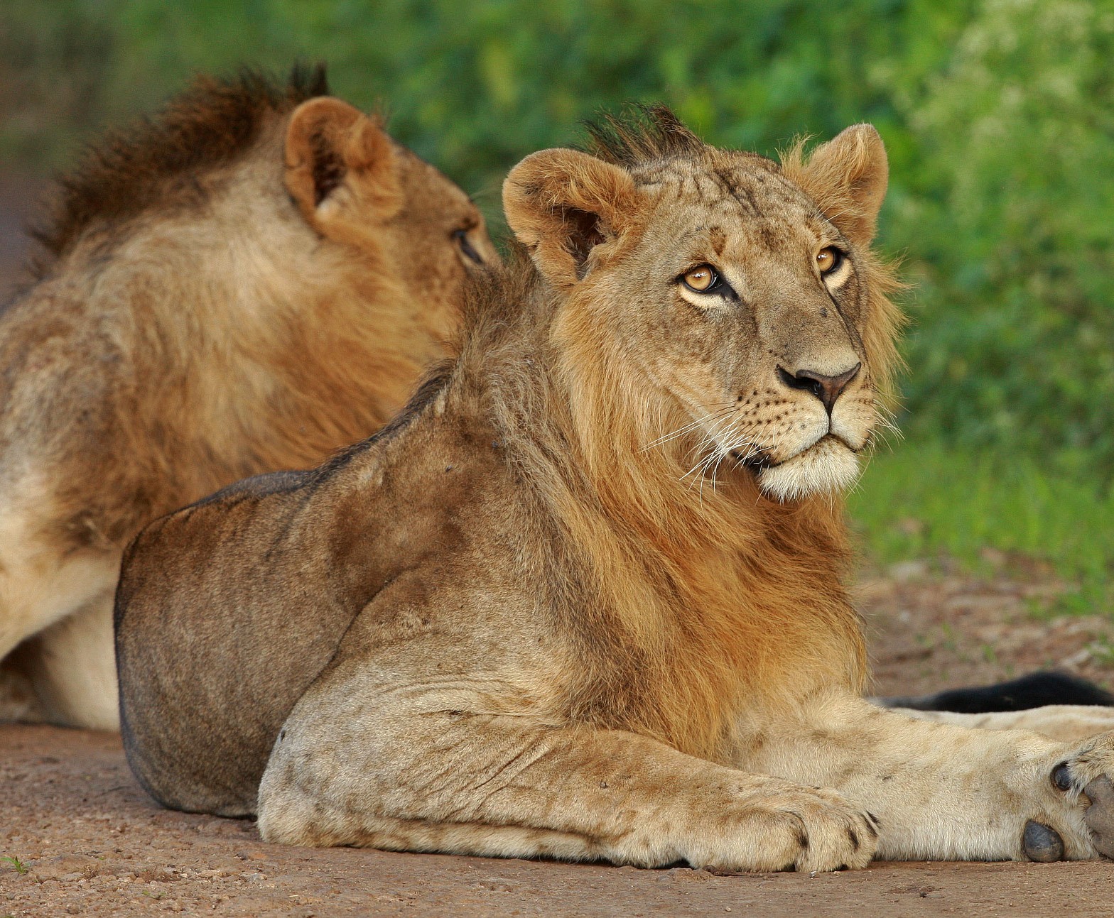 LIONS IN NAIROBI NATIONAL PARK