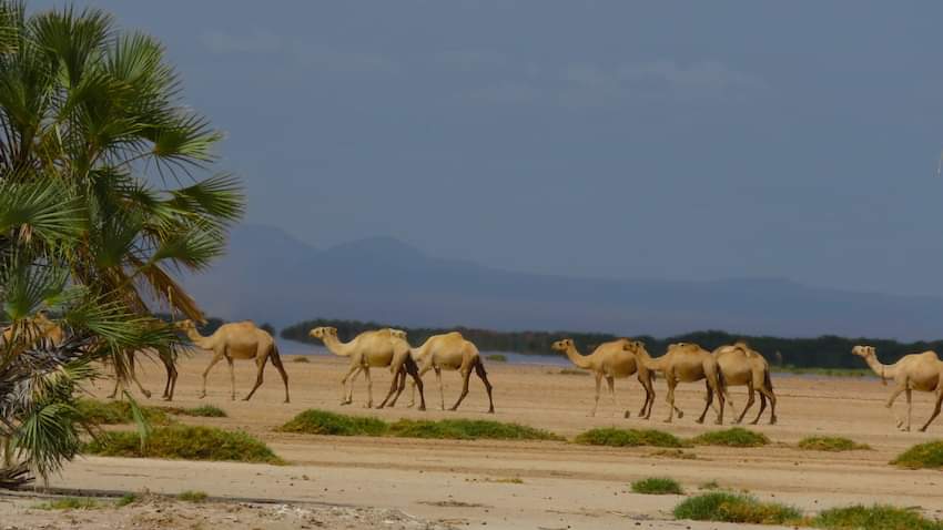 camel caravan