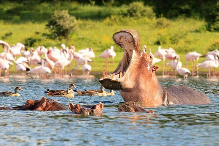 Lake Naivasha Hippo