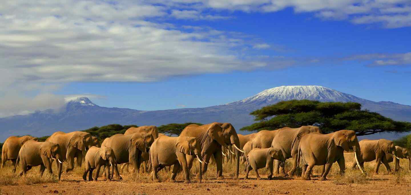 AMBOSELI ELEPHANTS