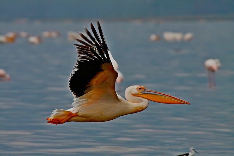 Bird flying over Lake Naivasha