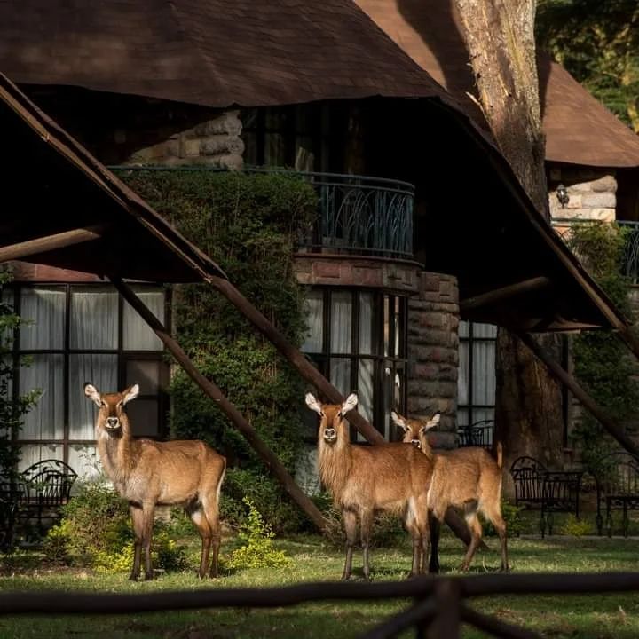 LAKE NAIVASHA SOPA LODGE