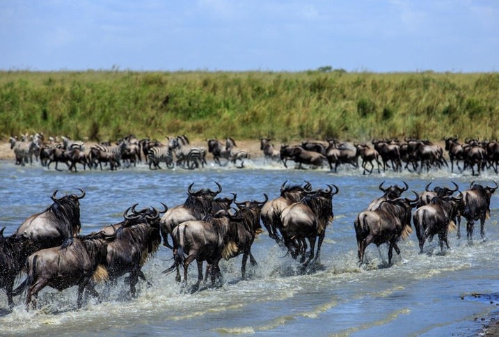 wildebeest migration at the masai mara national reserve
