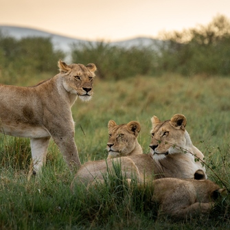 Lionesses within masai mara