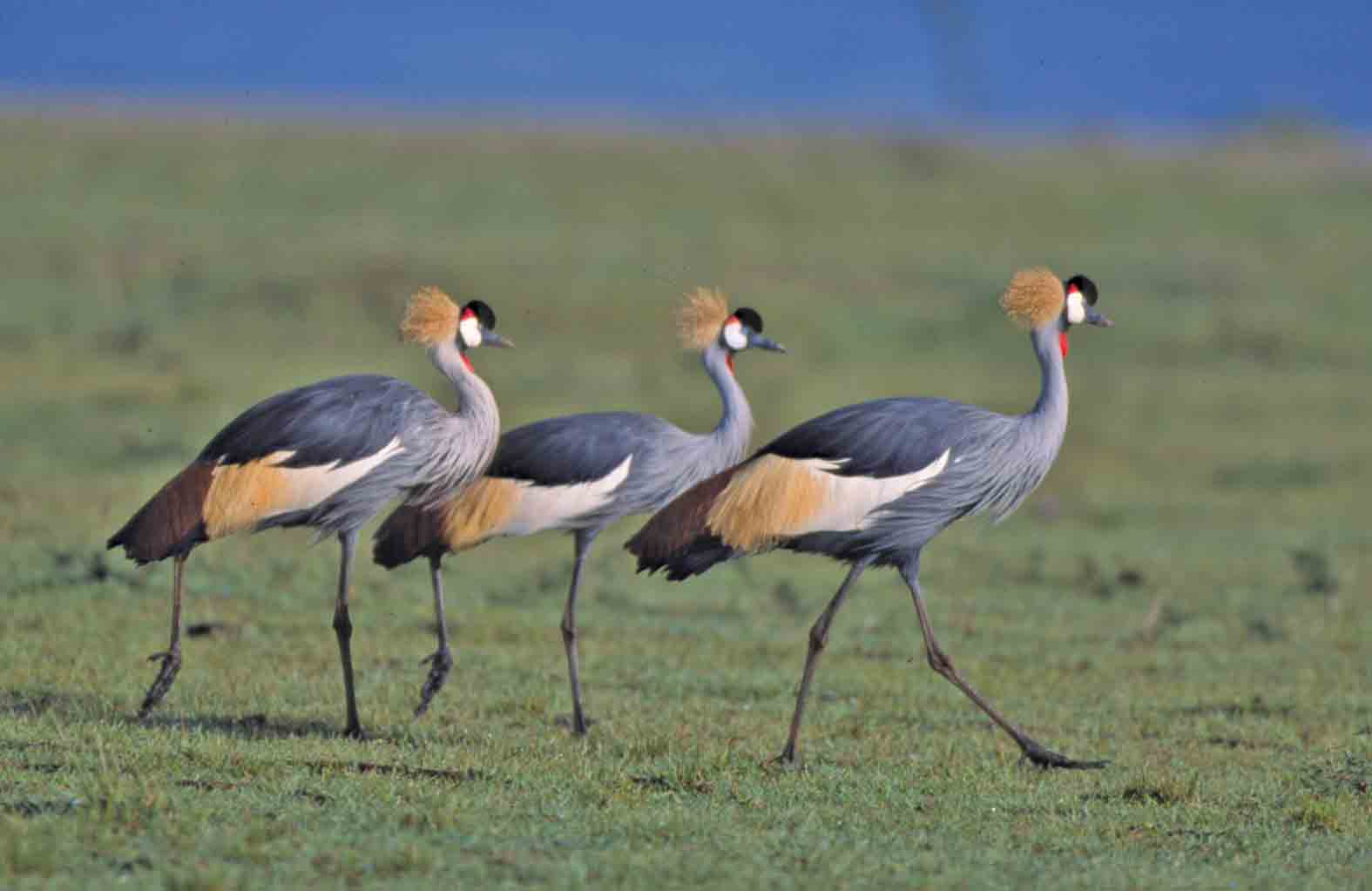 Crane Bird