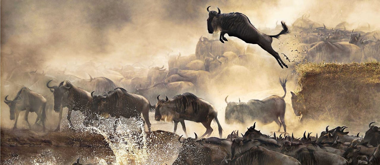 wildebeest crossing mara river